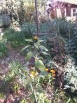 huerta de Septiembre
