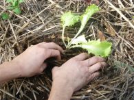 transplante de lechuga