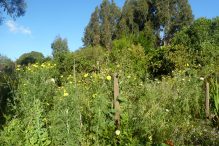 flores silvestres en la huerta